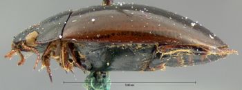 Media type: image;   Entomology 6054 Aspect: habitus lateral view